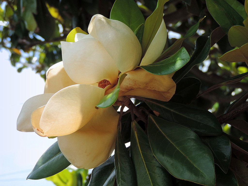 Magnificent Magnolias! by homeschoolmom