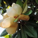 Magnificent Magnolias! by homeschoolmom