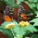 Beautiful butterflies by kathyo
