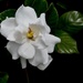 Gardenia by congaree