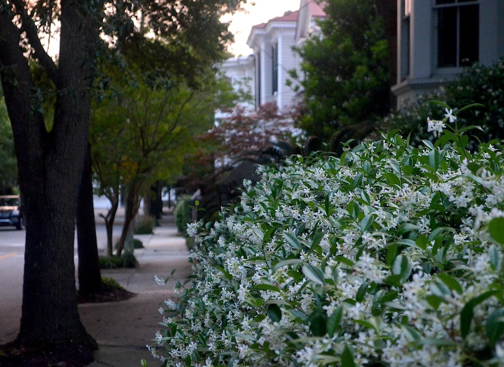 Confederate jasmine in bloom, historic District, Charleston, SC by congaree