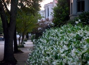 18th May 2015 - Confederate jasmine in bloom, historic District, Charleston, SC