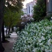 Confederate jasmine in bloom, historic District, Charleston, SC by congaree