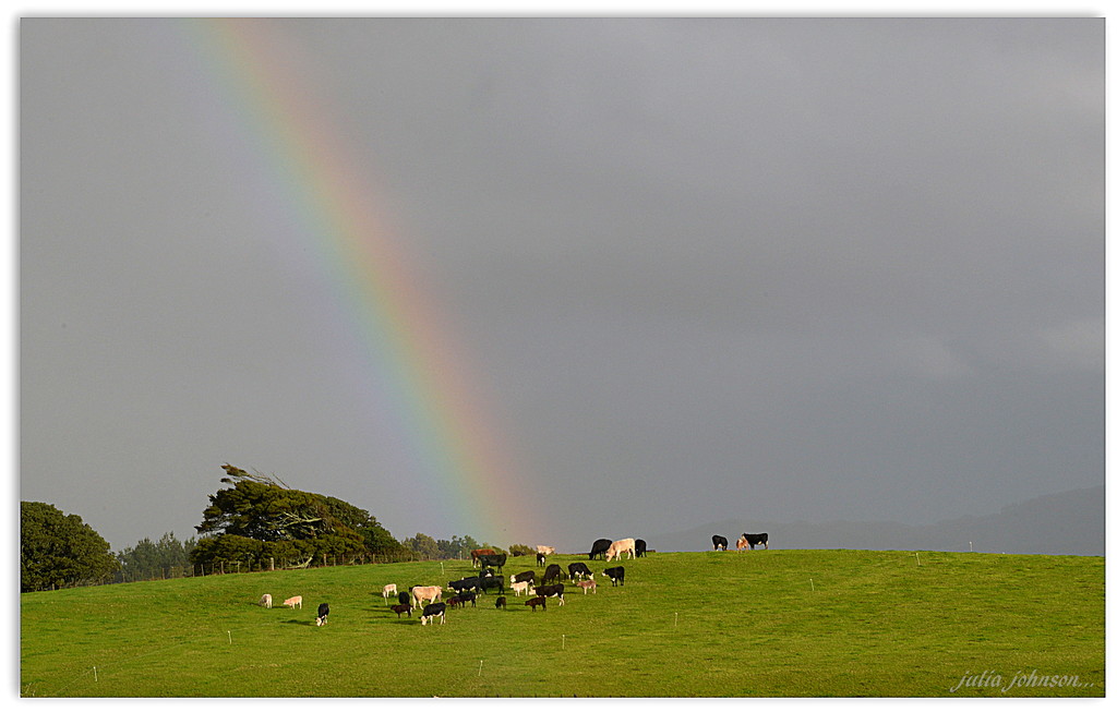 Cows at the end of the Rainbow.. by julzmaioro