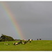 Cows at the end of the Rainbow.. by julzmaioro