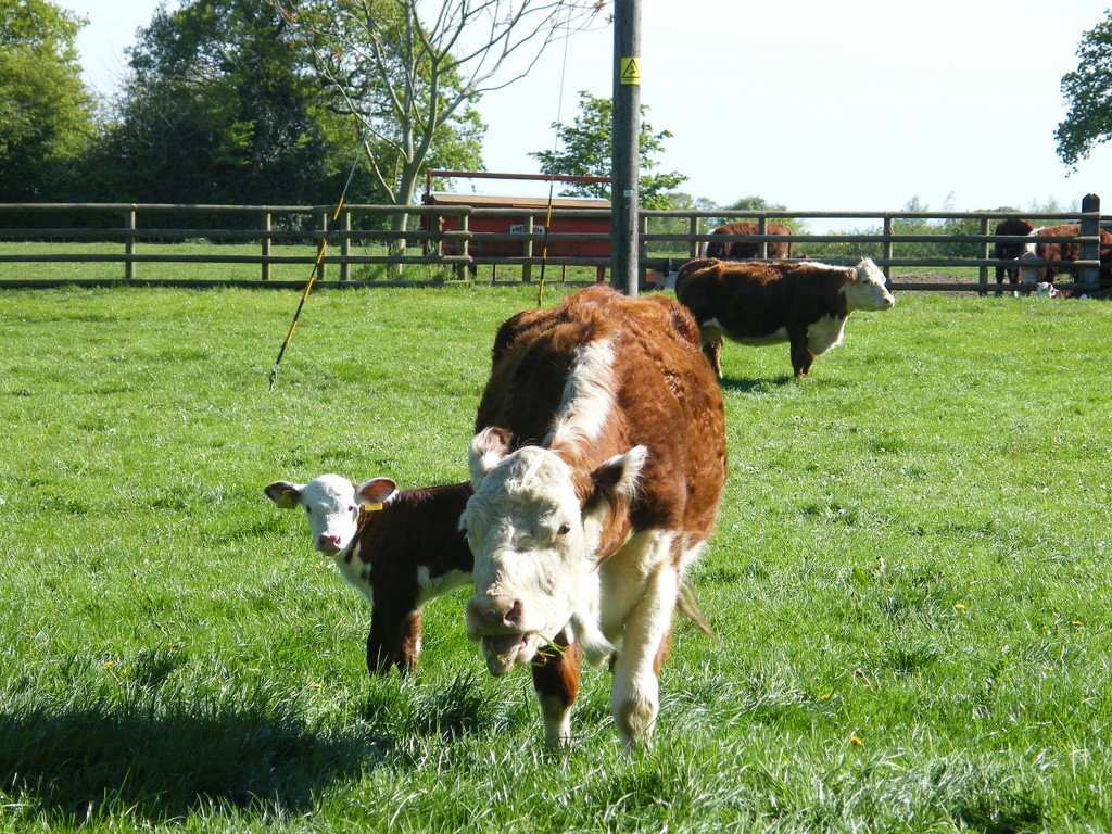 New life at Church Farm by jeff