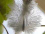 15th May 2015 - Little feather