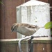 Sparrow  by beryl