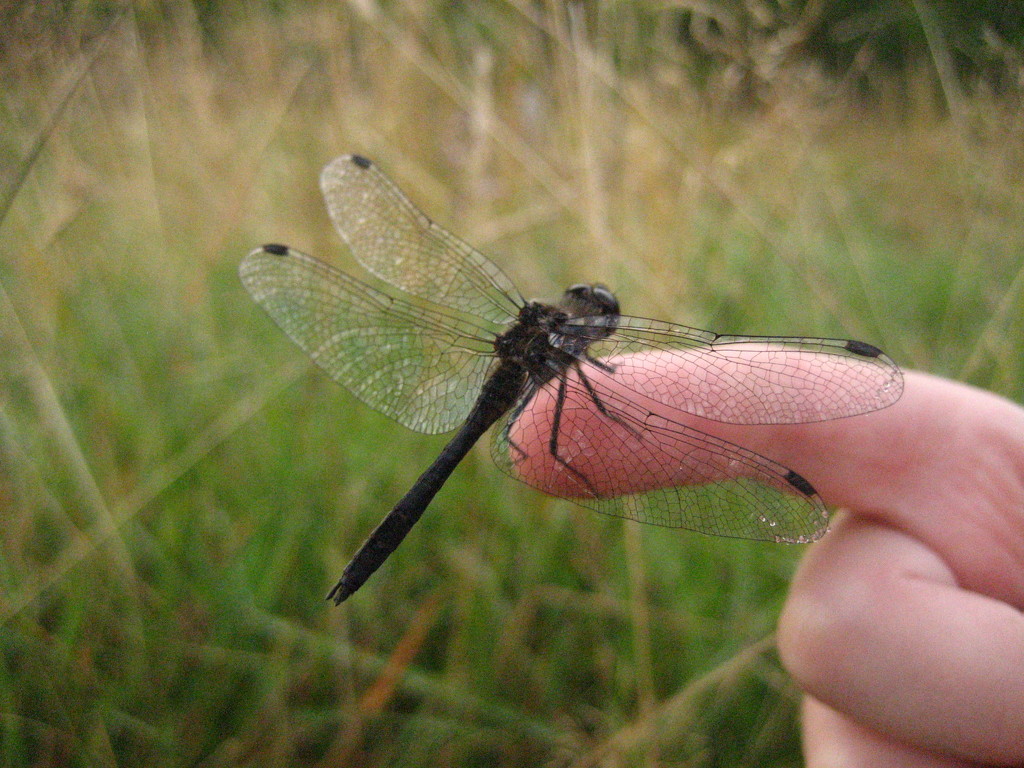 Black darter dragonfly by steveandkerry