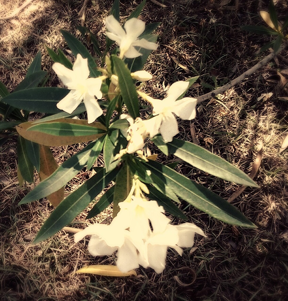 Oleander by joansmor