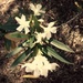 Oleander by joansmor