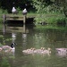15 May 2015 A family of Goslings by lavenderhouse
