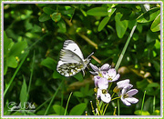 18th May 2015 - Butterfly Landing