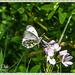 Butterfly Landing by carolmw