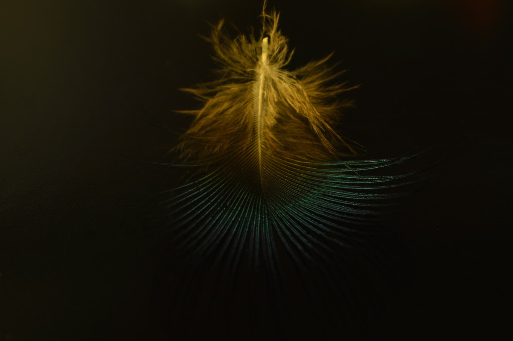 Feather by nickspicsnz