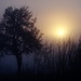 Foggy Frosty Sun by wenbow
