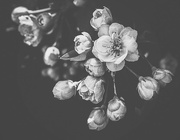 17th May 2015 - Faded Blossoms