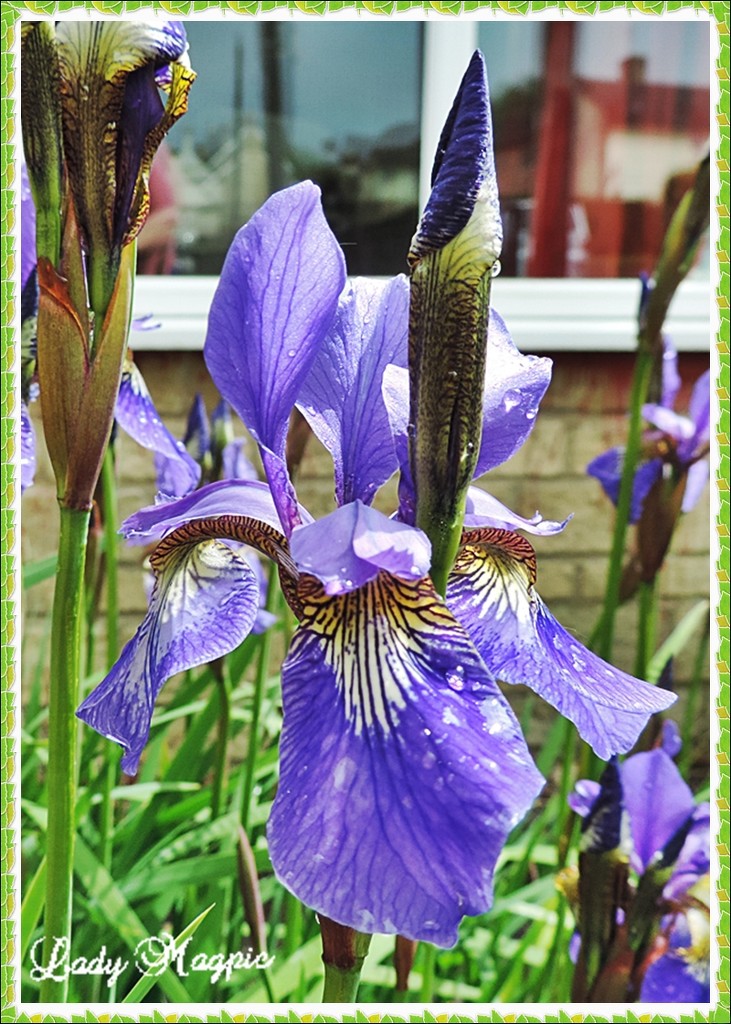 Iris in the Sunshine. by ladymagpie