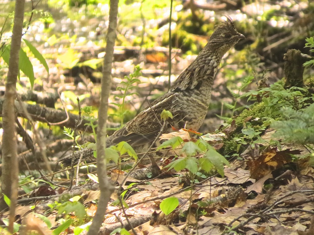 Ruffed Grouse by rob257