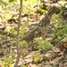 Ruffed Grouse by rob257