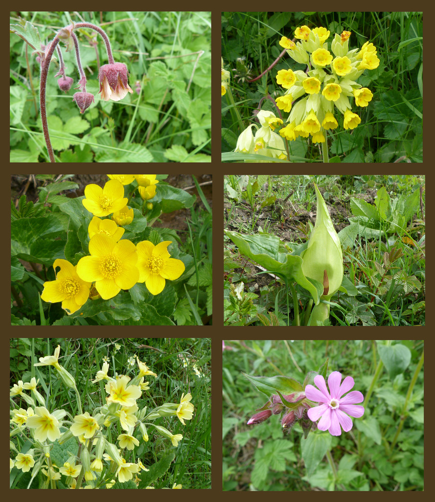 wild flowers by shirleybankfarm