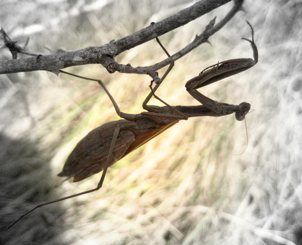 Mantis by steveandkerry