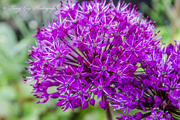 15th May 2015 - Allium In Flower