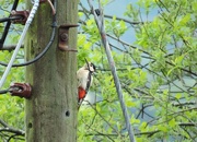 18th May 2015 - Great spotted woodpecker