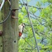 Great spotted woodpecker by roachling