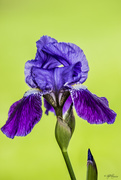 18th May 2015 - Iris Is The Greek Goddess for The Messenger of Love