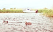 18th May 2015 - Boat with Ducks