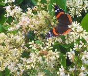 15th May 2015 - Butterfly as I Walked by