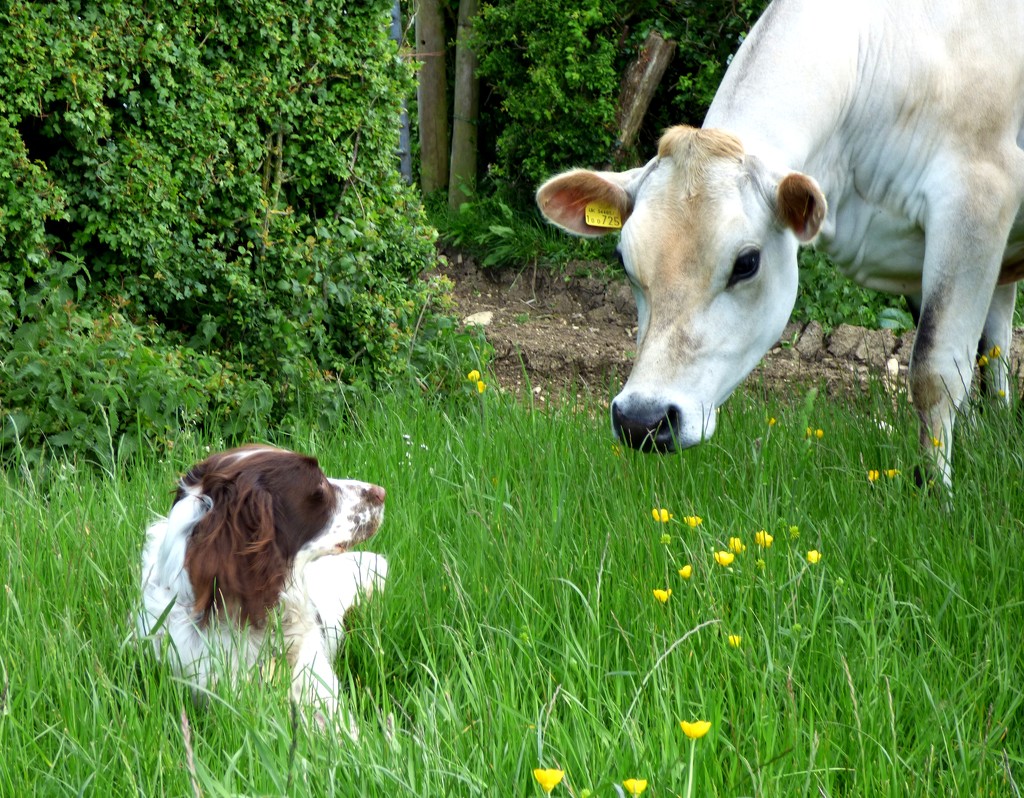 Bovine vs canine staring competition by julienne1