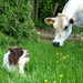 Bovine vs canine staring competition by julienne1