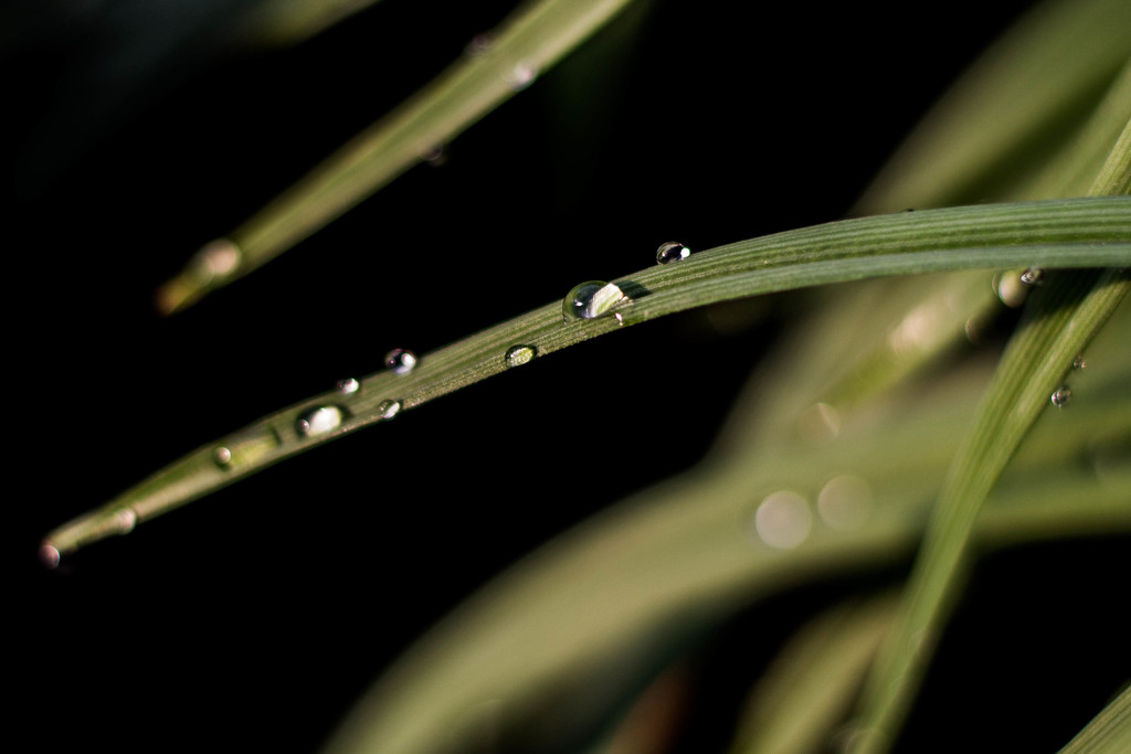 Morning dew by meemakelley