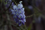 17th May 2015 - Wisteria