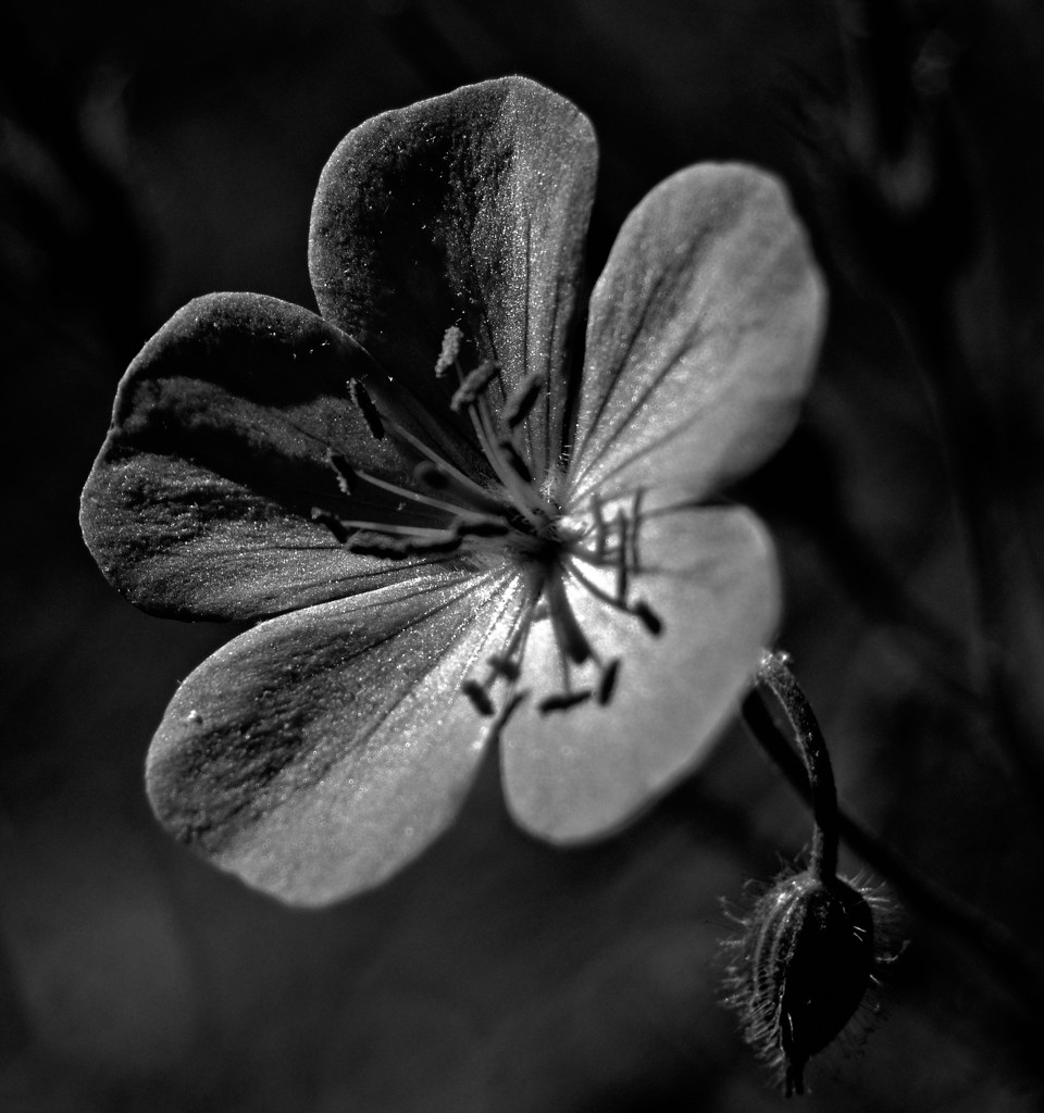 wild geranium by francoise