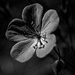 wild geranium by francoise