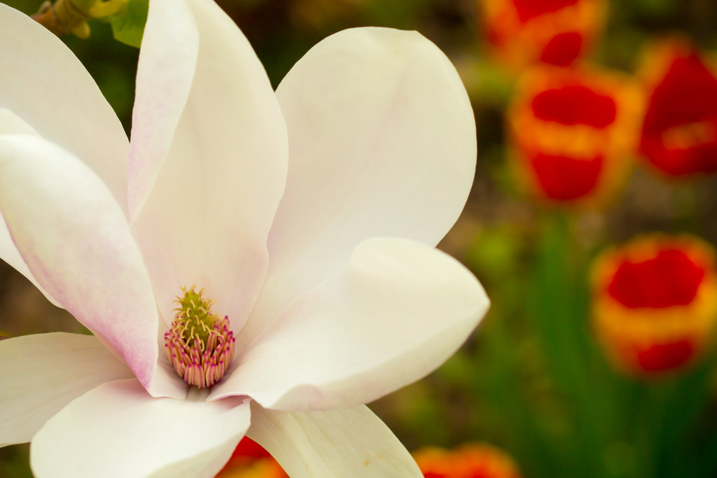 Magnolia bloom by tracymeurs