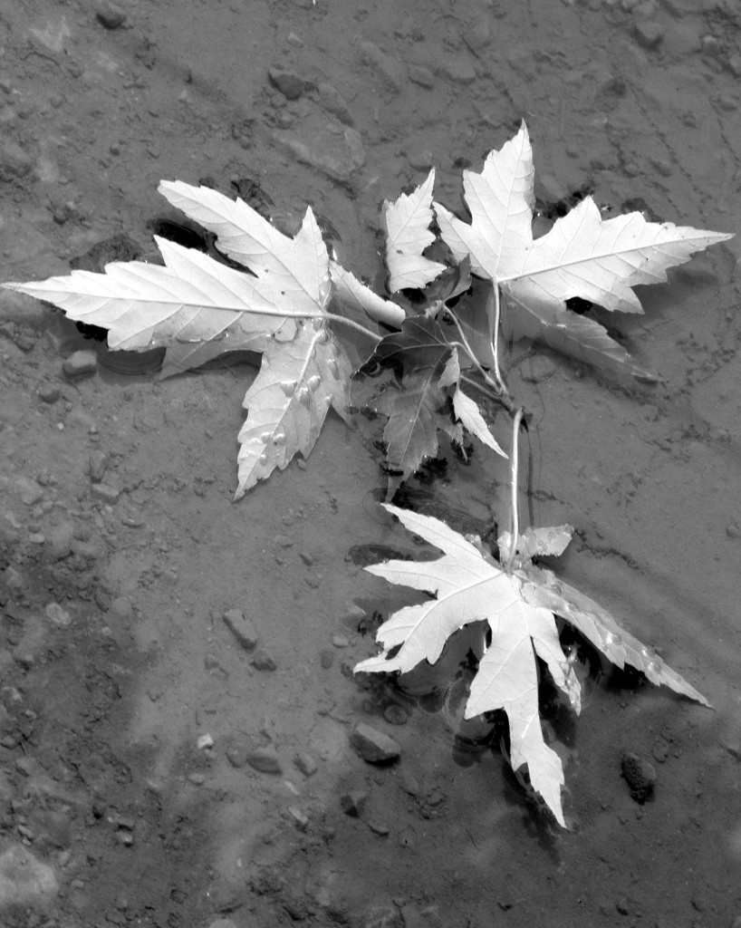 Leaves in puddle by daisymiller