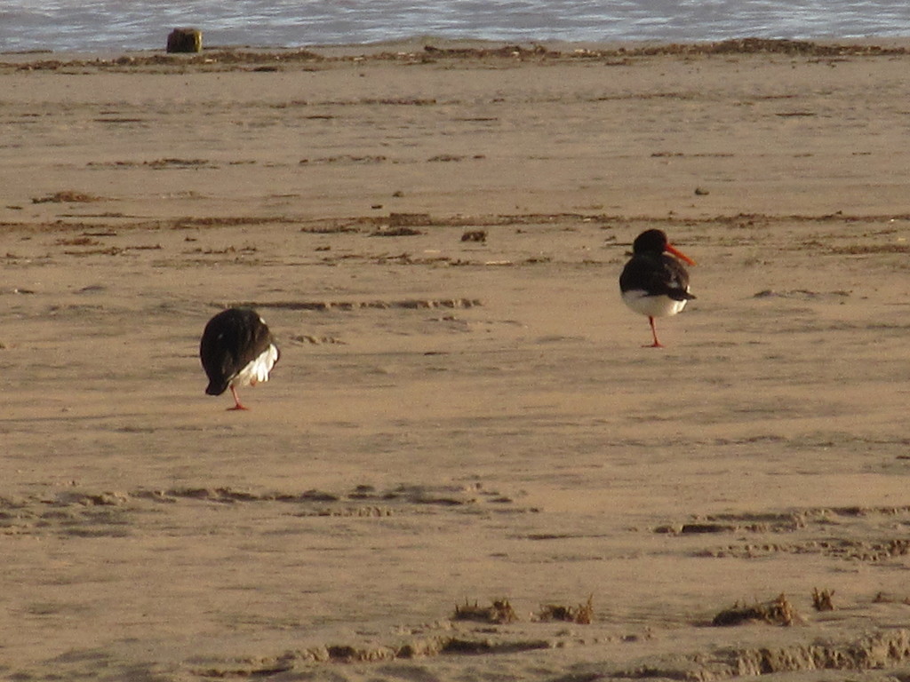 two one legged  oystercatchers by pinkpaintpot