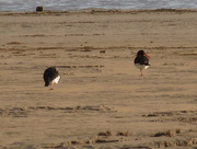 15th May 2015 - two one legged  oystercatchers