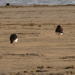 two one legged  oystercatchers by pinkpaintpot