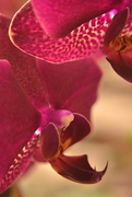 19th May 2015 - Orchids