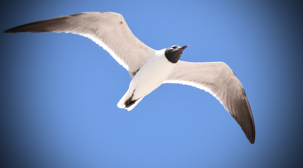 Seagull by rickster549