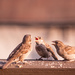 (Day 93) - Spoiled Sparrows by cjphoto