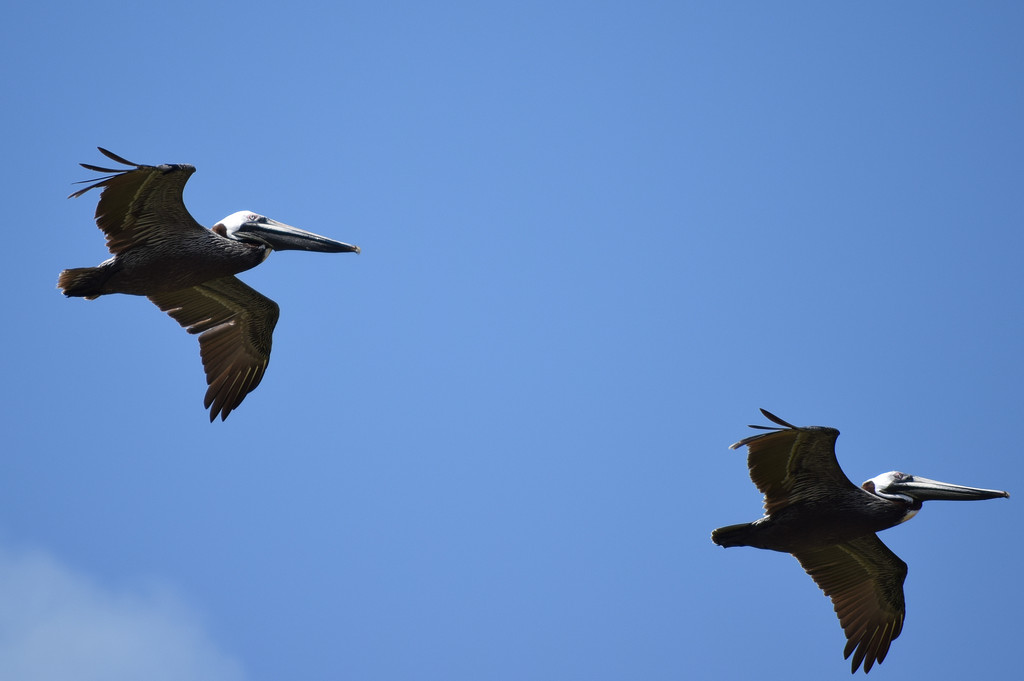 Floating Pelicans by rickster549