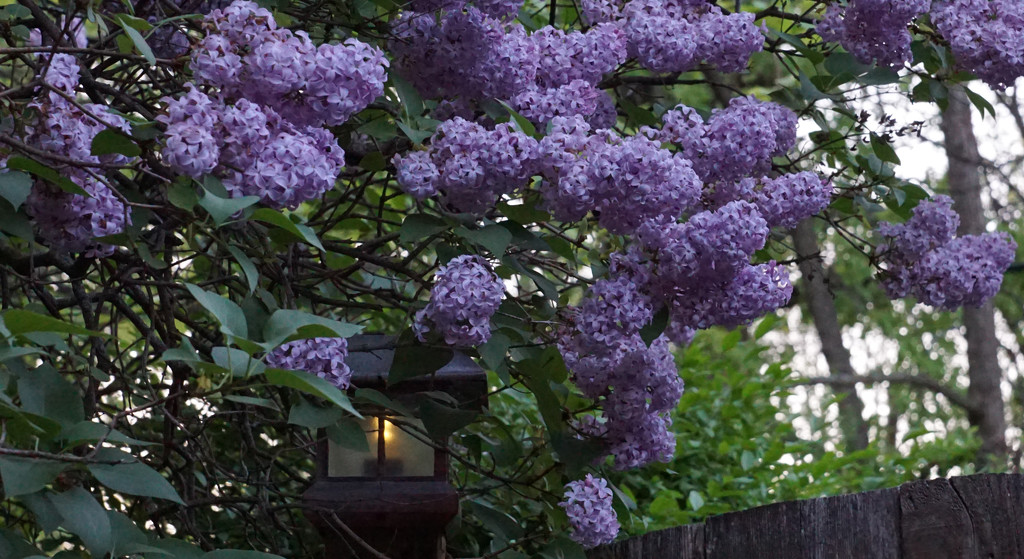 lilacs by amyk