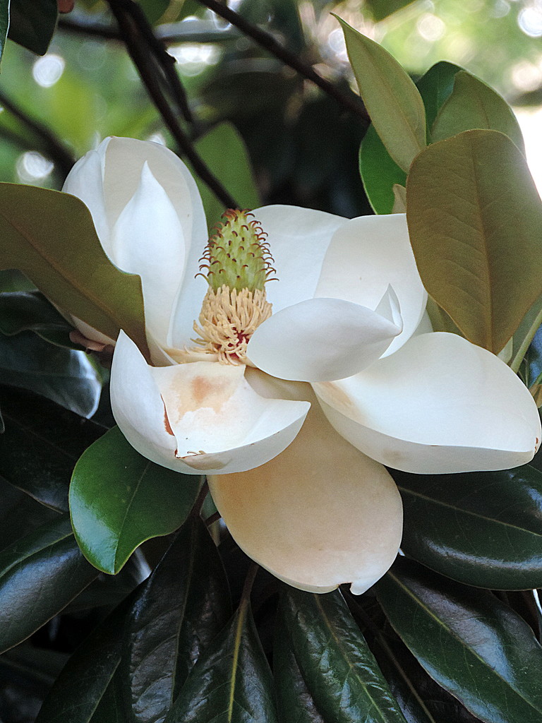 Magnolia with bokeh by homeschoolmom
