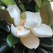 Magnolia with bokeh by homeschoolmom